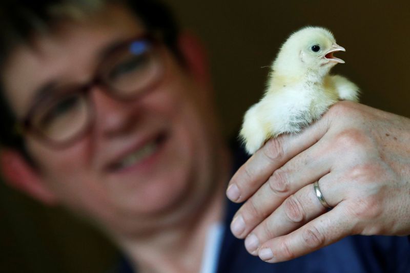 © Reuters. French farmer Isabelle Leballeur holds a chick in her poultry farm in Pruille-le-Chetif