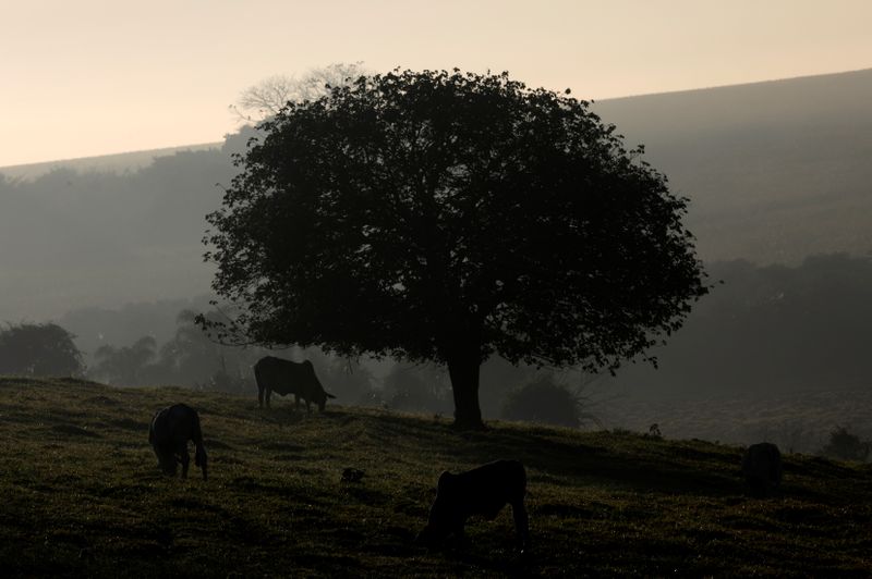 © Reuters. Área agrícola com pastagem de gado em Paulínia (SP)