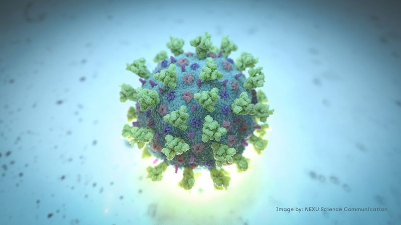 © Reuters. A computer image created by Nexu Science Communication together with Trinity College in Dublin, shows a model structurally representative of a betacoronavirus which is the type of virus linked to COVID-19