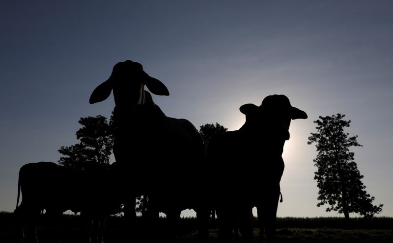 © Reuters. Criação de gado em Paulínia (SP)