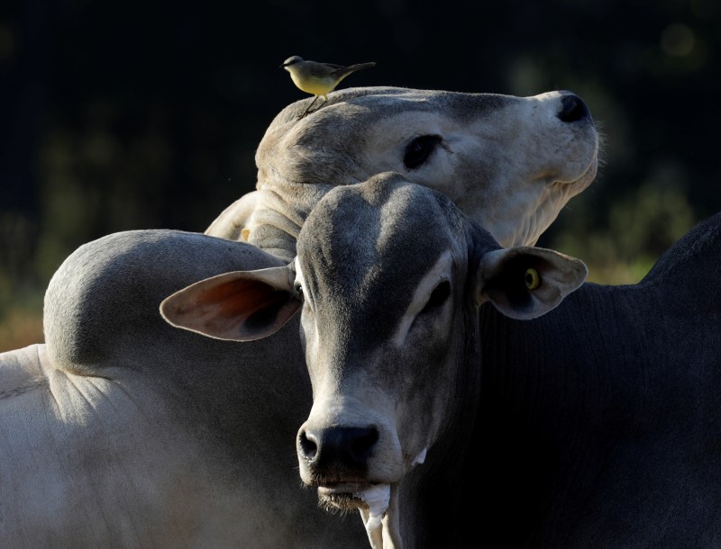 © Reuters. Criação de gado em Paulínia (SP)