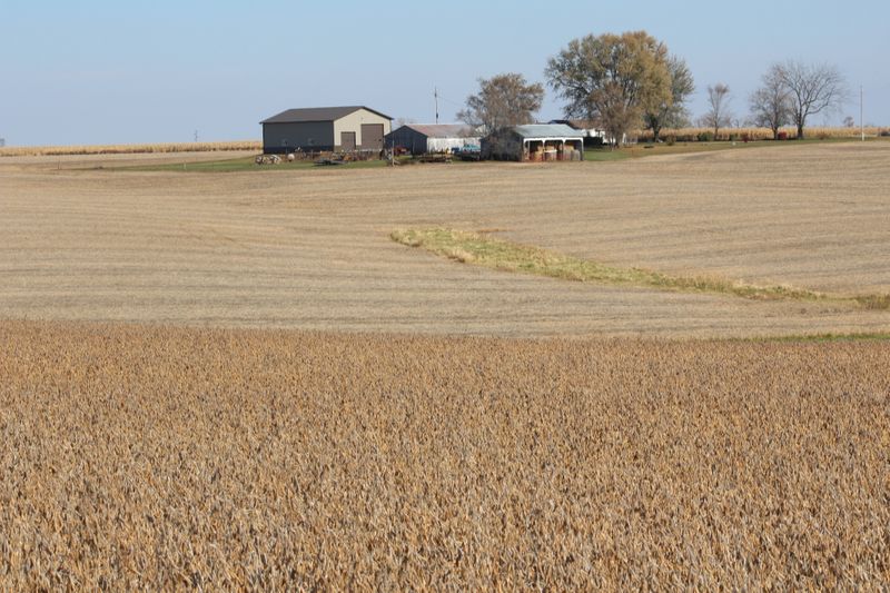 &copy; Reuters. Campo de soja pronto para a colheita em Ottumwa, Iowa (EUA)