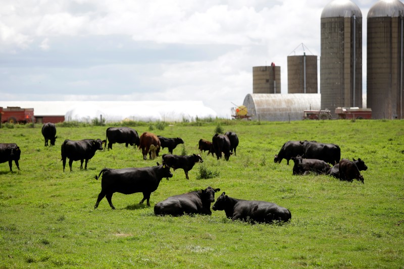 © Reuters. Criação de gado em Peosta, Iowa (EUA)