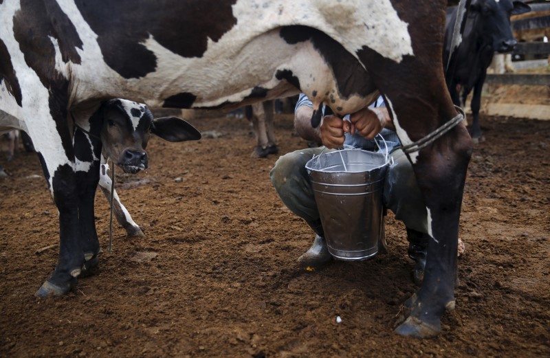 © Reuters. Agricultor ordenha vaca em Rio Pardo (RO)