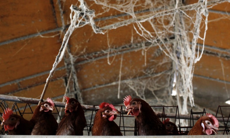 © Reuters. Criação de aves na região de Xangai, China