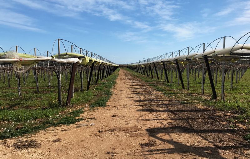 © Reuters. Las vides de uva para la variedad de uva Italia se ven en Noicattaro, un área importante de producción de uva en la región de Puglia, Italia, en el sur de Italia.