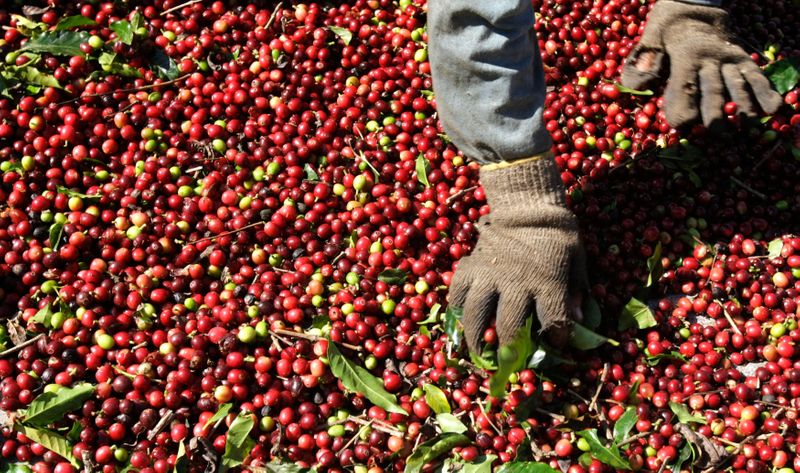 © Reuters. Agricultor seleciona café arábica em Alfenas (MG)