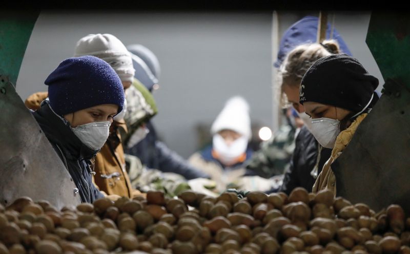 © Reuters. Employees wearing protective masks process potatoes in a vegetable storage in Vinsady