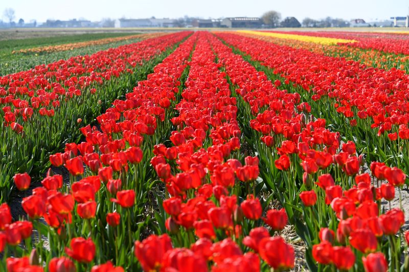 Dutch flower industry continues to wither amid coronavirus