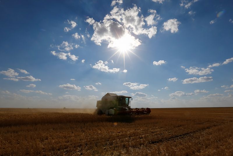 &copy; Reuters. Комбайн убирает пшеницу в поле в Акмолинской области Казахстана