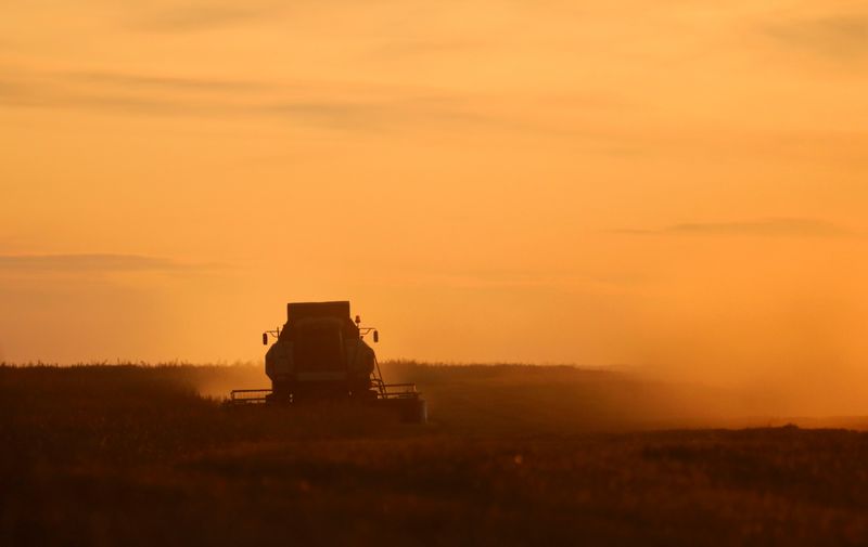 &copy; Reuters. Комбайн убирает урожай пшеницы в поле в Красноярском крае