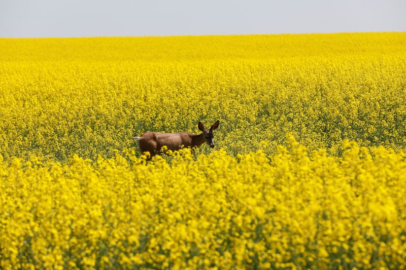 © Reuters. FILE PHOTO: A deer feeds in a western Canadian canola field that is in full bloom before it will be harvested later this summer in rural Alberta