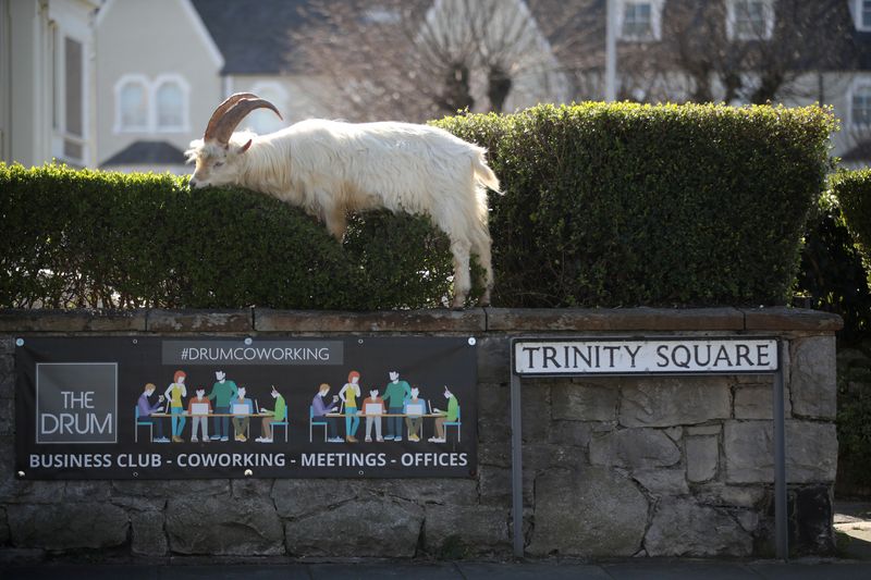 &copy; Reuters. The spread of the coronavirus disease (COVID-19) in Llandudno