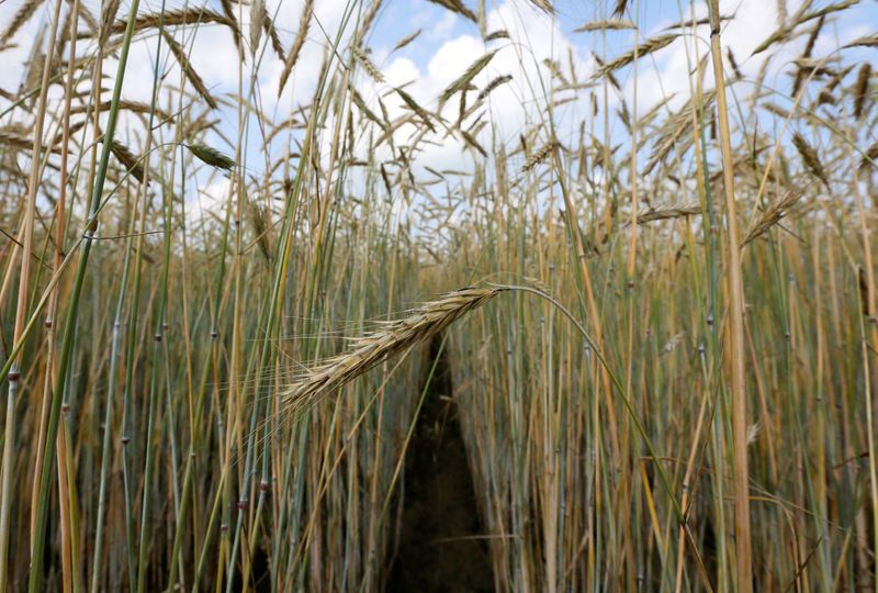 &copy; Reuters. Поле пшеницы вблизи Красноярска