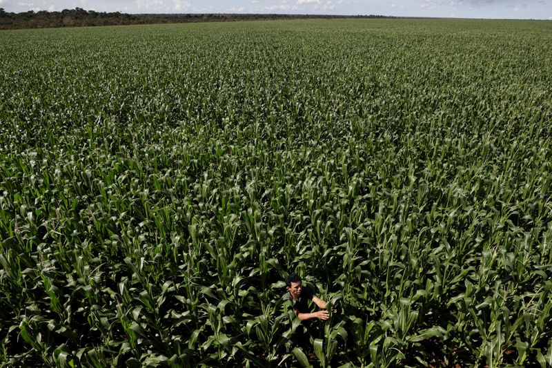 &copy; Reuters. Plantio de milho em Campo Novo do Parecis (MT)