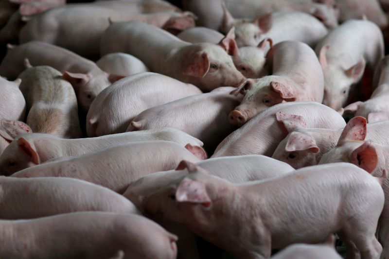 &copy; Reuters. FILE PHOTO: Pigs are seen in a pig farm in Bouille-Menard, France