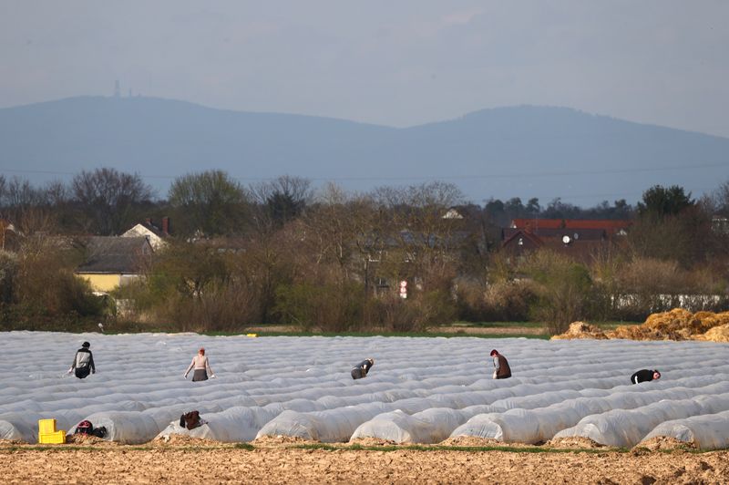 &copy; Reuters. Un gruppo di lavoratori durante la raccolta di asparagi in un campo a Weiterstadt, vicino a Francofortem 18 marzo 2020