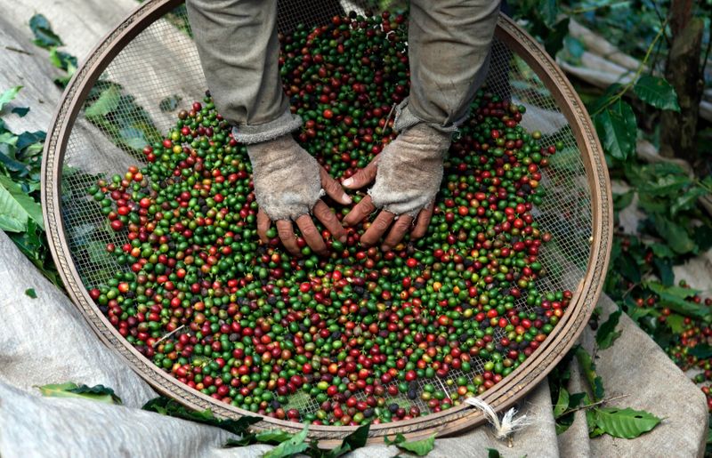 &copy; Reuters. A worker selects coffee beans from coffee plants during a harvest at a farm in Esp?rito Santo do Pinhal