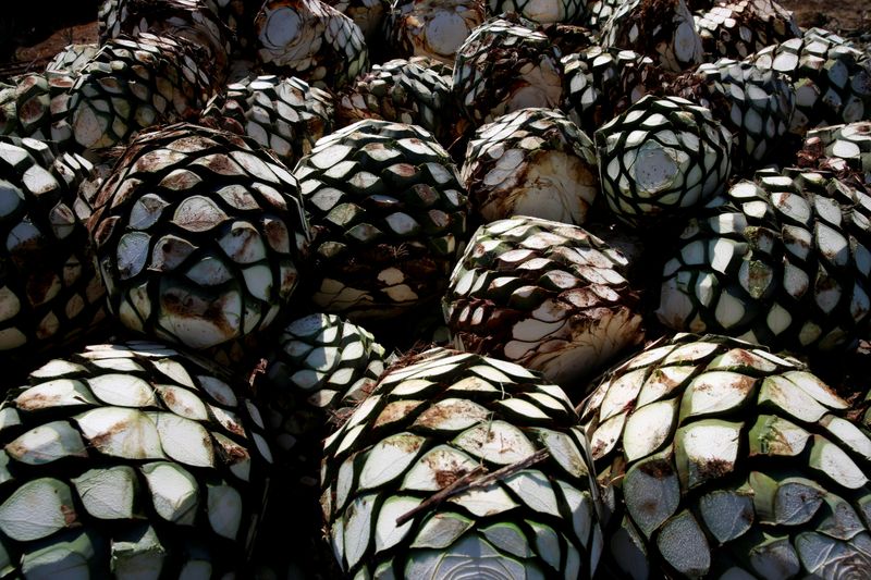 &copy; Reuters. FILE PHOTO: Blue agave hearts are pictured on top of a truck on the outskirts of Tequila