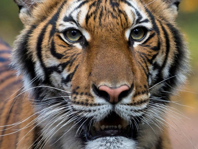 &copy; Reuters. CORONAVIRUS: UN TIGRE CONTAMINÉ DANS UN ZOO DE NEW YORK