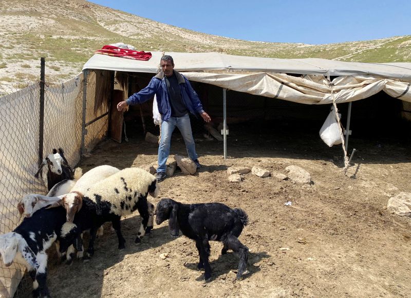 &copy; Reuters. Palestinian bedouin man looks after sheep and goats in al-Ubeidiya town in Israeli-occupied West Bank