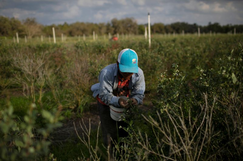 &copy; Reuters. A Mexican migrant worker picks blueberries during a harvest at a farm in Lake Wales