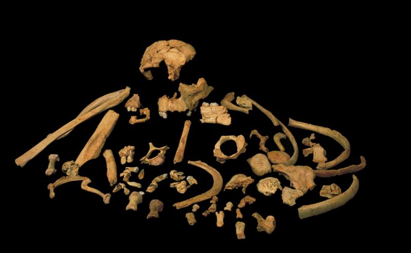 &copy; Reuters. Handout photo of skeletal remains unearthed at the Gran Dolina site in Spain of the extinct human species Homo antecessor