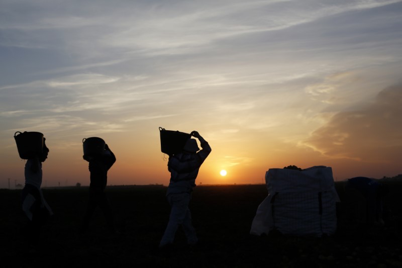 &copy; Reuters. Temporeros llevan cestas de patatas en un campo del agricultor español Santiago Pérez en la región de Murcia, en el sur de España, el 6 de junio de 2013