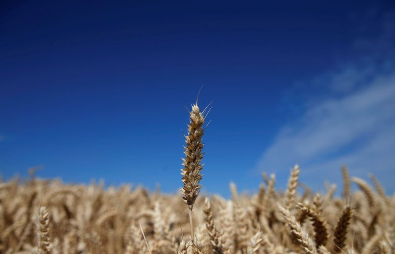 © Reuters. Área plantada com trigo em Estrasburgo, França