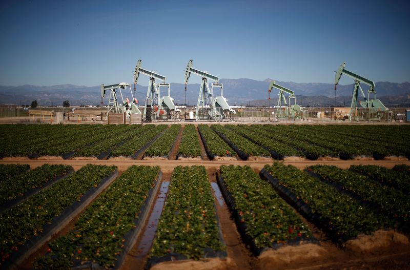 &copy; Reuters. Oil pump jacks are seen next to a strawberry field in Oxnard