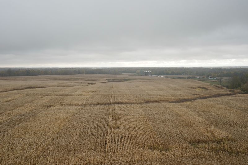 &copy; Reuters. A cornfield on the Hodgen Farm In Roachdale