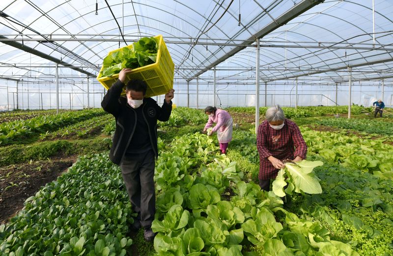 &copy; Reuters. 中国の農業生産、アフリカ豚熱と新型コロナで厳しい年に＝農業省