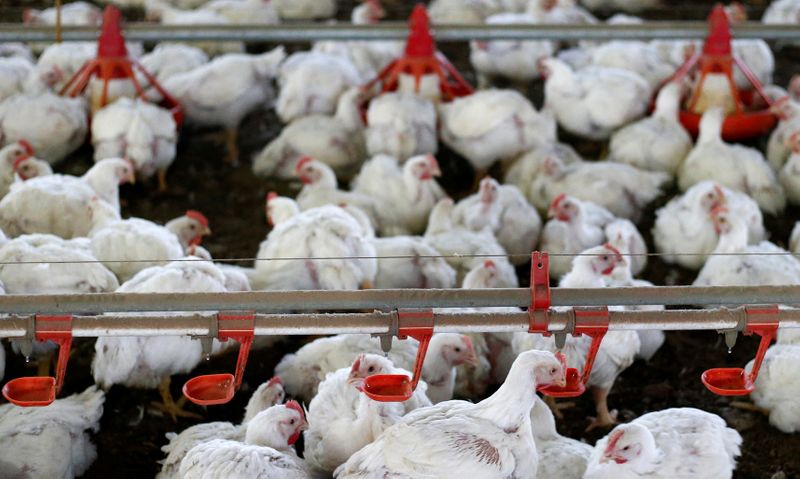 © Reuters. Criação de frangos em Lapa (PR)