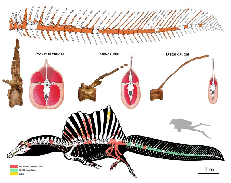 &copy; Reuters. Spinosaurus, with long narrow jaws with conical teeth and a unique tail for aquatic locomotion, is seen in an illustration