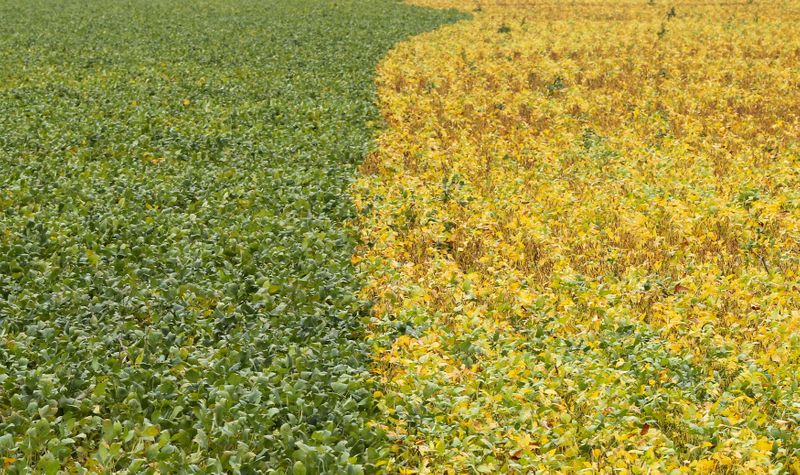 © Reuters. Área com plantio de soja em Primavera do Leste (MT)