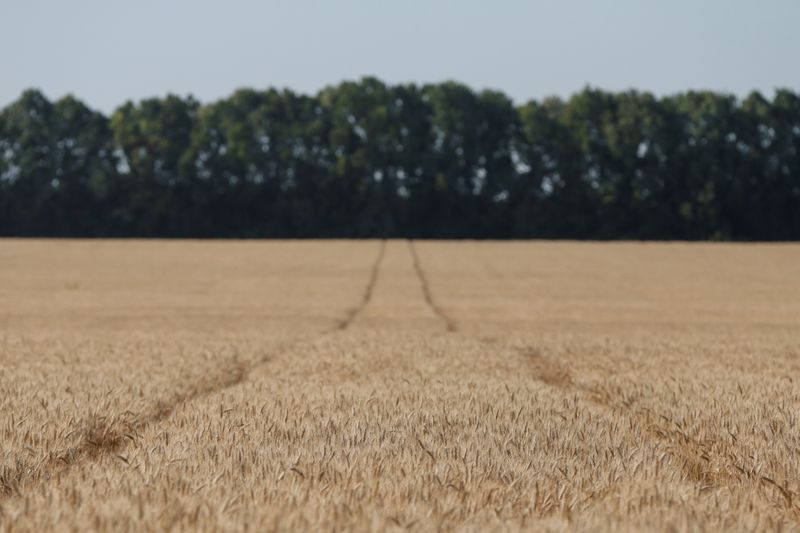 &copy; Reuters. Пшеничное поле возле села Жовтневое
