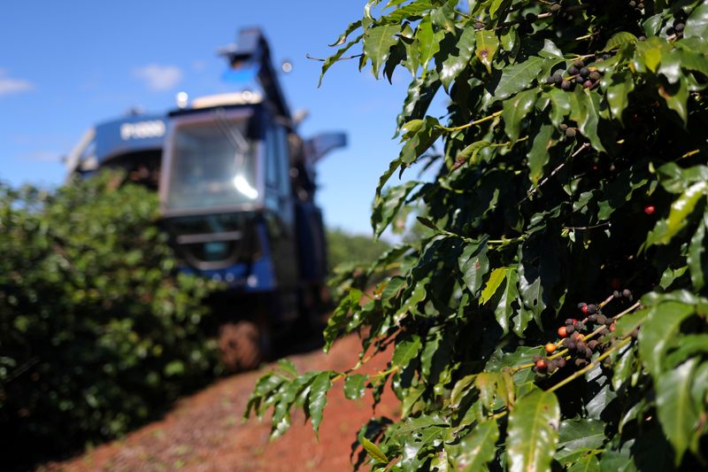 © Reuters. FILE PHOTO: Coffee cherries are seen as an agricultural machine harvests coffee in a plantation in Sao Joao da Boa Vista