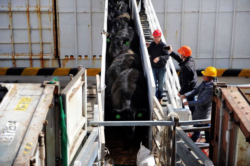 &copy; Reuters. Workers look on as beef cattle imported from Australia leave a cargo ship at a port in Qingdao