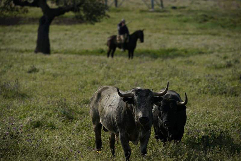 &copy; Reuters. Bull fighting and breeding during global outbreak of the coronavirus disease (COVID-19), in Portezuelo