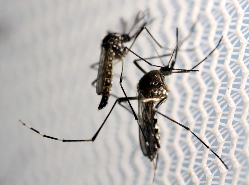 &copy; Reuters. FOTO DE ARCHIVO: El mosquito Aedes aegypti son vistas dentro del laboratorio Oxitec en Campinas, Brasil