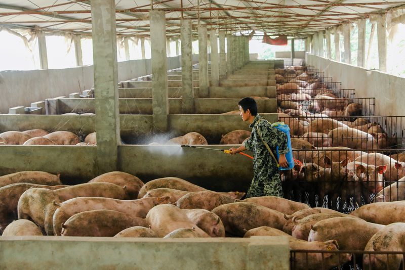 © Reuters. Criação de porcos em Guangan, China