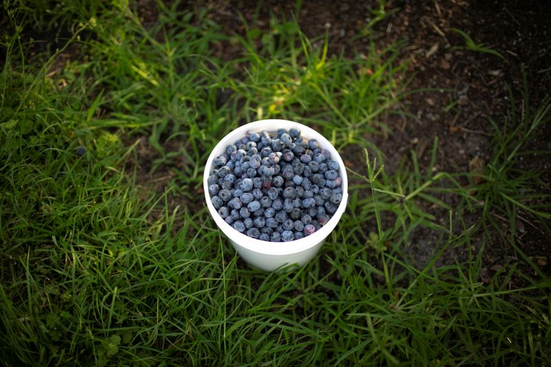 &copy; Reuters. A container filled with blueberries is seen during a harvest at a farm in Lake Wales