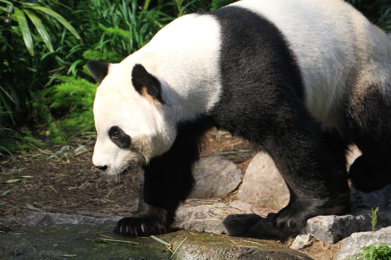 &copy; Reuters. カナダの動物園がパンダを前倒し返還、コロナでササ調達できず