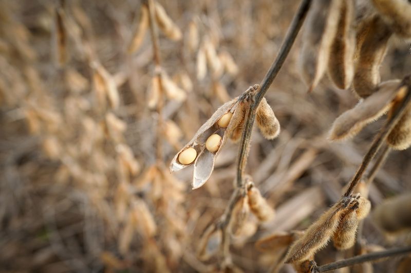 &copy; Reuters. Soybeans in a field on Hodgen Farm in Roachdale