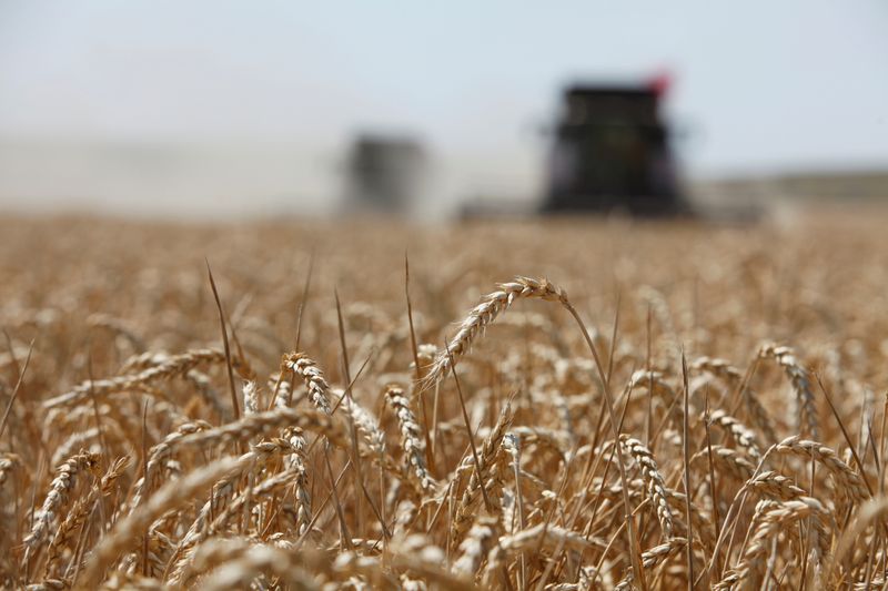 © Reuters. Комбайны убирают урожай пшеницы в поле в Ставропольском крае
