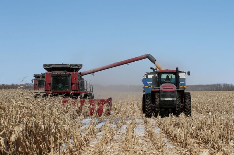 &copy; Reuters. FILE PHOTO: Corn Harvest in Austin