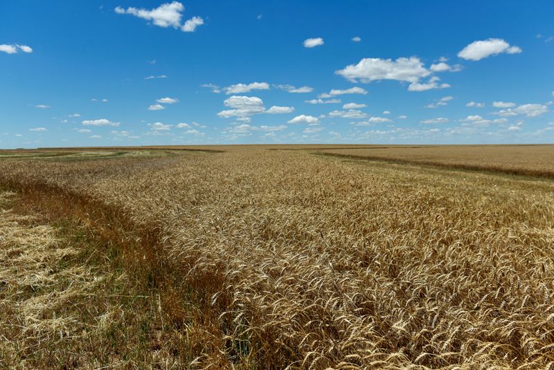 © Reuters. FILE PHOTO: Field of ripe wheat ready for harvesting is seen in Corn