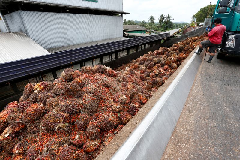 &copy; Reuters. A worker unloads palm oil fruit bunches from a lorry inside a palm oil mill in Bahau, Negeri Sembilan