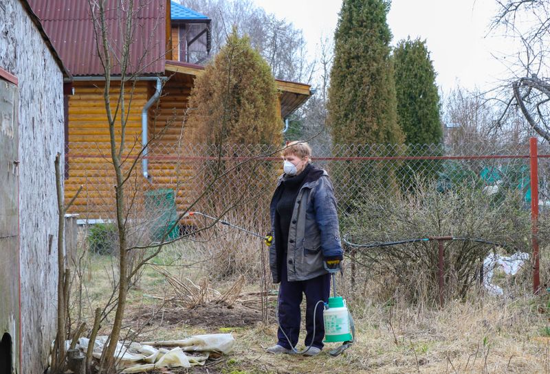 &copy; Reuters. Liubov Kashaeva tends plants at her family&apos;s country house near the town of Chekhov