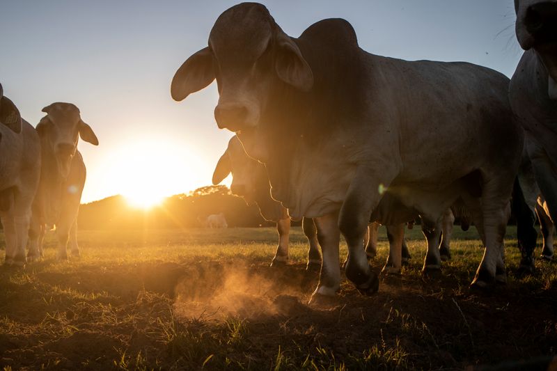 &copy; Reuters. FILE PHOTO:  Brahman cattle are seen on a ranch in Hungerford, Texas